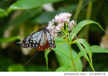 一隻栗虎斑蝶正在吸食日本月桂花的花蜜。 一隻栗虎斑蝶正在吸食日本月桂花的花蜜。 141849318