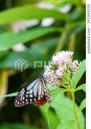 A chestnut tiger butterfly sipping nectar from a Japanese laurel flower. A chestnut tiger butterfly sipping nectar from a Japanese laurel flower. 141849320