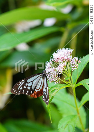 A chestnut tiger butterfly sipping nectar from a Japanese laurel flower. A chestnut tiger butterfly sipping nectar from a Japanese laurel flower. 141849322