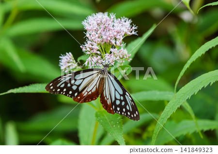 A chestnut tiger butterfly sipping nectar from a Japanese laurel flower. A chestnut tiger butterfly sipping nectar from a Japanese laurel flower. 141849323