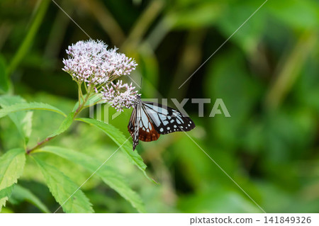 A chestnut tiger butterfly sipping nectar from a Japanese laurel flower. A chestnut tiger butterfly sipping nectar from a Japanese laurel flower. 141849326