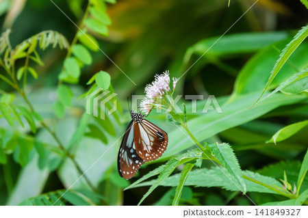 A chestnut tiger butterfly sipping nectar from a Japanese laurel flower. A chestnut tiger butterfly sipping nectar from a Japanese laurel flower. 141849327