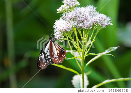 一隻栗虎斑蝶正在吸食日本月桂花的花蜜。 一隻栗虎斑蝶正在吸食日本月桂花的花蜜。 141849328