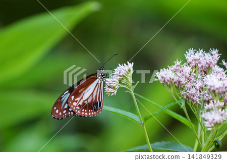 一隻栗虎斑蝶正在吸食日本月桂花的花蜜。 一隻栗虎斑蝶正在吸食日本月桂花的花蜜。 141849329