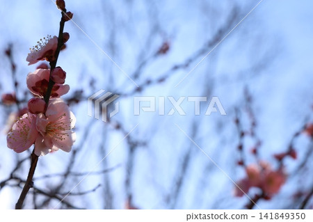 Plum blossoms telling the spring Plum blossoms telling the spring 141849350