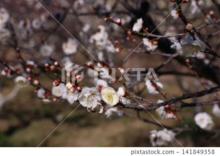 Plum blossoms telling the spring Plum blossoms telling the spring 141849358