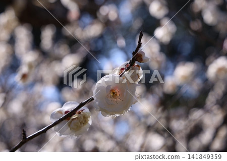 Plum blossoms telling the spring Plum blossoms telling the spring 141849359
