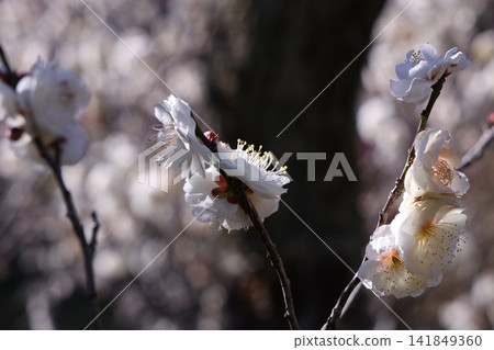 Plum blossoms telling the spring Plum blossoms telling the spring 141849360
