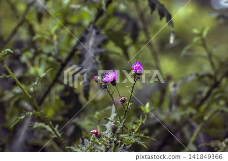Flowering Carduus thistle with multiple purple flower heads and spiny stems Flowering Carduus thistle with multiple purple flower heads and spiny stems 141849366