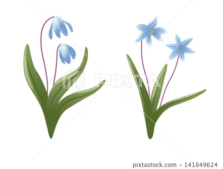 Snowdrop flower sprigs with white bell-shaped blooms, long green leaves and mauve stems isolated on white, vector flat botanical illustration set for spring cards, invitations, and floral designs. Snowdrop flower sprigs with white bell-shaped blooms, long green leaves and mauve stems isolated on white, vector flat botanical illustration set for spring cards, invitations, and floral designs. 141849624