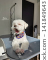 馬爾濟斯犬美容後 141849643