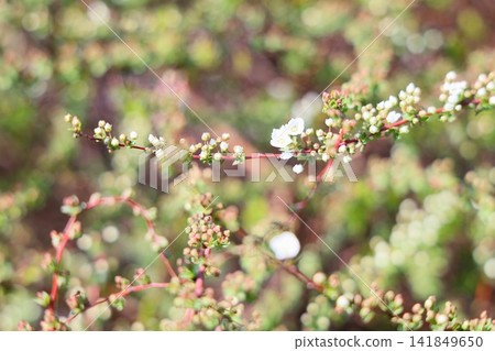Fresh and inviting, the first blooms of the Spiraea thunbergii flowers. Fresh and inviting, the first blooms of the Spiraea thunbergii flowers. 141849650