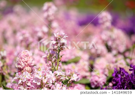 新鮮春花:紫羅蘭 新鮮春花:紫羅蘭 141849659