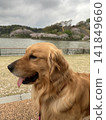 公園裡站著一隻金毛尋回犬 141849660
