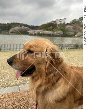 公園裡站著一隻金毛尋回犬 公園裡站著一隻金毛尋回犬 141849660
