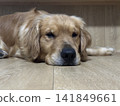 一隻金毛犬盯著鏡頭。 141849661