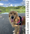 公園裡一隻金毛犬正看著鏡頭 141849662