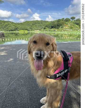 公園裡一隻金毛犬正看著鏡頭 141849662