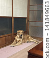 一隻金毛犬在日式空間放鬆休息。 141849663