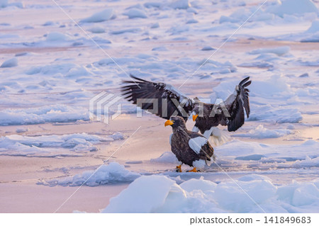 A fight between Steller's sea eagles A fight between Steller's sea eagles 141849683