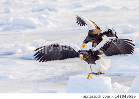 A fight between Steller's sea eagles A fight between Steller's sea eagles 141849689