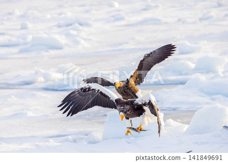 A fight between Steller's sea eagles A fight between Steller's sea eagles 141849691