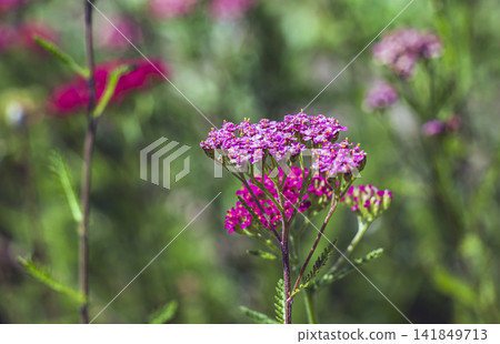 Close view of pink Cerise Queen yarrow flower cluster Close view of pink Cerise Queen yarrow flower cluster 141849713