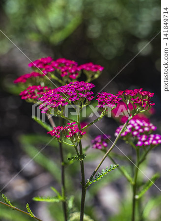 Vivid magenta Cerise Queen yarrow flowers against dark garden background Vivid magenta Cerise Queen yarrow flowers against dark garden background 141849714