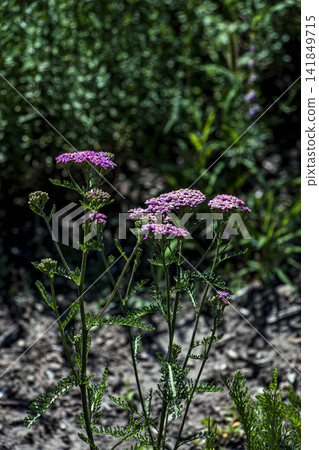 Full plant of Achillea millefolium Milly Rock Rose in garden bed Full plant of Achillea millefolium Milly Rock Rose in garden bed 141849715