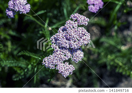 Close up of pink Milly Rock Rose yarrow flower cluster Close up of pink Milly Rock Rose yarrow flower cluster 141849716