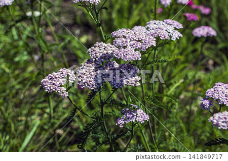 Pink flower clusters of Milly Rock Rose yarrow in summer bloom Pink flower clusters of Milly Rock Rose yarrow in summer bloom 141849717