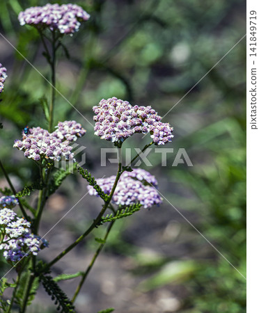 Pink Milly Rock Rose yarrow flowering in summer botanical garden Pink Milly Rock Rose yarrow flowering in summer botanical garden 141849719