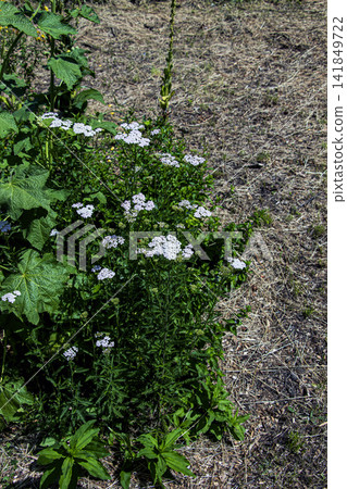 Common yarrow Achillea millefolium clump flowering in botanical garden bed Common yarrow Achillea millefolium clump flowering in botanical garden bed 141849722