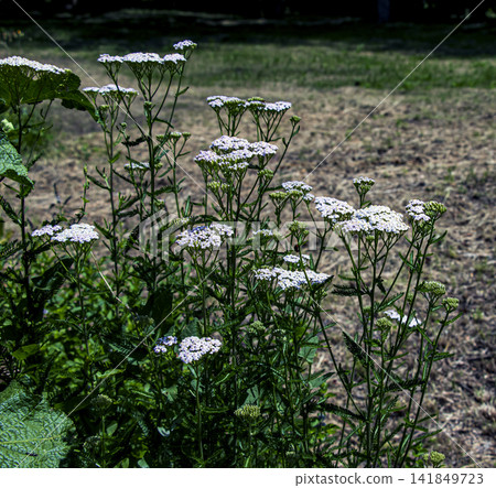 Tall common yarrow Achillea millefolium with multiple white flower clusters Tall common yarrow Achillea millefolium with multiple white flower clusters 141849723