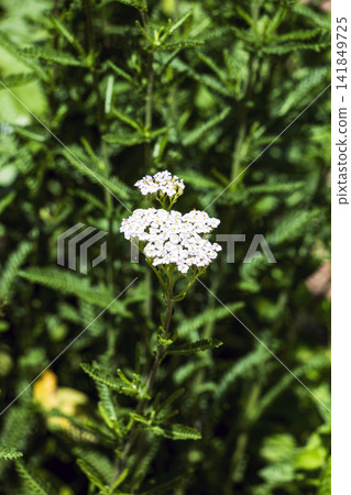 White flower cluster of common yarrow Achillea millefolium with feathery leaves White flower cluster of common yarrow Achillea millefolium with feathery leaves 141849725