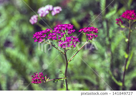 Magenta Cerise Queen yarrow blooms on branching stems in summer garden Magenta Cerise Queen yarrow blooms on branching stems in summer garden 141849727