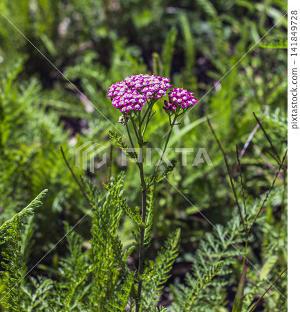 Pale pink Cerise Queen yarrow with finely divided feathery foliage Pale pink Cerise Queen yarrow with finely divided feathery foliage 141849728