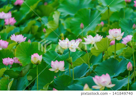 A summer scene of a pond in full bloom with lotus flowers and large green leaves. A summer scene of a pond in full bloom with lotus flowers and large green leaves. 141849740