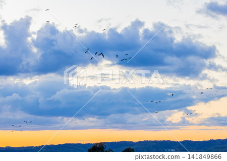 A fight between Steller's sea eagles A fight between Steller's sea eagles 141849866