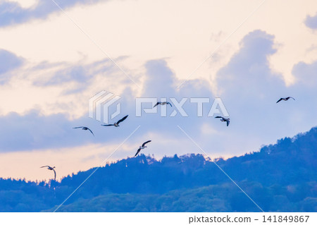 A fight between Steller's sea eagles A fight between Steller's sea eagles 141849867