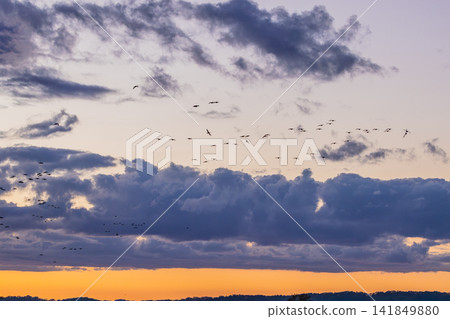 A fight between Steller's sea eagles A fight between Steller's sea eagles 141849880