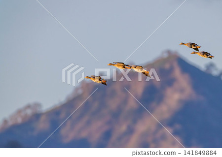 A fight between Steller's sea eagles A fight between Steller's sea eagles 141849884
