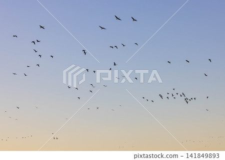 A fight between Steller's sea eagles A fight between Steller's sea eagles 141849893