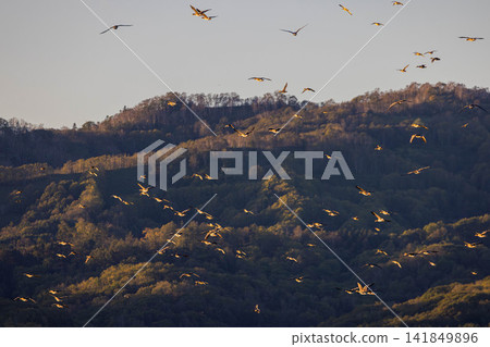A fight between Steller's sea eagles A fight between Steller's sea eagles 141849896