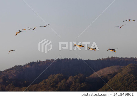 A fight between Steller's sea eagles A fight between Steller's sea eagles 141849901