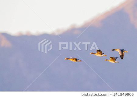 A fight between Steller's sea eagles A fight between Steller's sea eagles 141849906