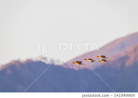 A fight between Steller's sea eagles A fight between Steller's sea eagles 141849909