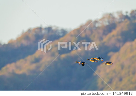 A fight between Steller's sea eagles A fight between Steller's sea eagles 141849912