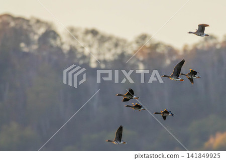 A fight between Steller's sea eagles A fight between Steller's sea eagles 141849925