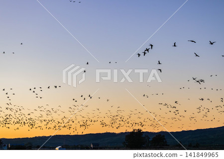 A fight between Steller's sea eagles A fight between Steller's sea eagles 141849965